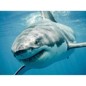 Great white shark painting